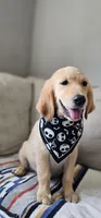 Honey, a female Golden Retriever and English Cream Golden Retriever for sale in Delano, CA – 2 of 5