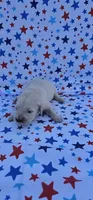 Maisie , a female English Cream Golden Retriever for sale in Delano, CA – 2 of 5