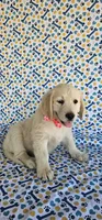 Hazel, a female Golden Retriever for sale in Delano, CA – 6 of 7