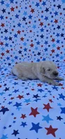 Rusty , a male English Cream Golden Retriever for sale in Delano, CA – 3 of 5