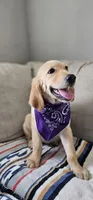 Hazel, a female Golden Retriever and English Cream Golden Retriever for sale in Delano, CA – 3 of 5