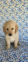 Honey, a female Golden Retriever for sale in Delano, CA – 7 of 7
