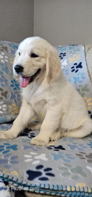 Toby – Golden Retriever puppy for sale in Delano, CA