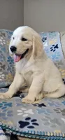 Toby, a male Golden Retriever for sale in Delano, CA – 1 of 9
