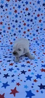 Casper, a male English Cream Golden Retriever for sale in Delano, CA – 2 of 5