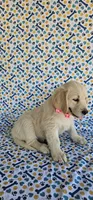 Hazel, a female Golden Retriever for sale in Delano, CA – 5 of 7