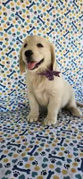 Luna, a female Golden Retriever for sale in Delano, CA – 5 of 9