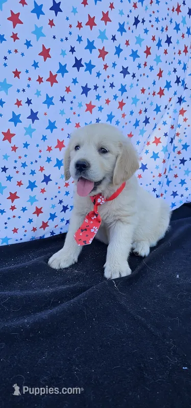 Rusty  – Golden Retriever puppy for sale in Delano, CA