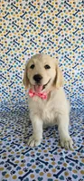Hazel, a female Golden Retriever for sale in Delano, CA – 4 of 7