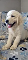 Toby, a male Golden Retriever for sale in Delano, CA – 5 of 9