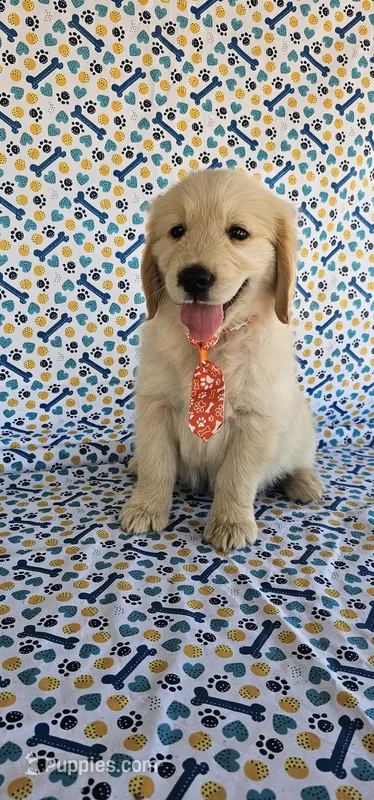 Rusty – Golden Retriever puppy for sale in Delano, CA