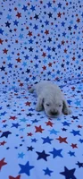 Luna, a female English Cream Golden Retriever for sale in Delano, CA – 2 of 5