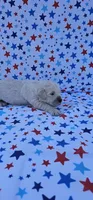 Casper, a male English Cream Golden Retriever for sale in Delano, CA – 4 of 5