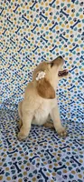 Honey, a female Golden Retriever for sale in Delano, CA – 3 of 7