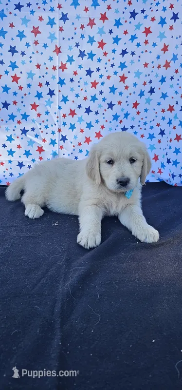 Honey  – Golden Retriever puppy for sale in Delano, CA