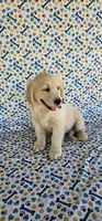 Luna, a female Golden Retriever for sale in Delano, CA – 7 of 9