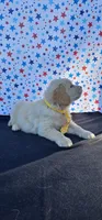 Rusty, a male Golden Retriever for sale in Delano, CA – 6 of 6