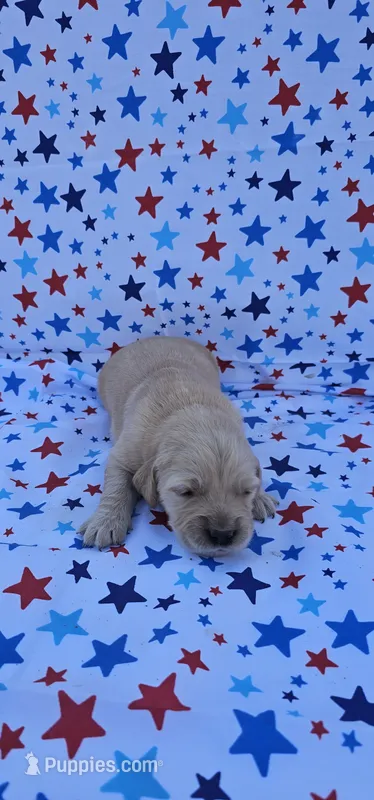 Lucy – English Cream Golden Retriever puppy for sale in Delano, CA