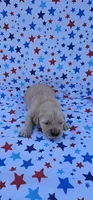 Lucy, a female English Cream Golden Retriever for sale in Delano, CA – 1 of 4