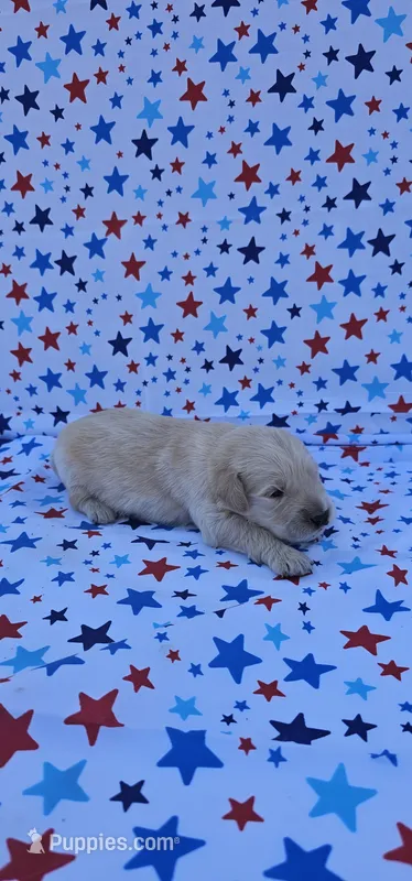 Rusty  – English Cream Golden Retriever puppy for sale in Delano, CA
