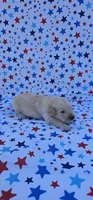 Rusty , a male English Cream Golden Retriever for sale in Delano, CA – 1 of 5
