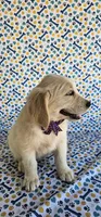 Luna, a female Golden Retriever for sale in Delano, CA – 6 of 9
