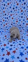 Honey , a female English Cream Golden Retriever for sale in Delano, CA – 5 of 5