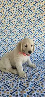 Hazel, a female Golden Retriever for sale in Delano, CA – 7 of 7