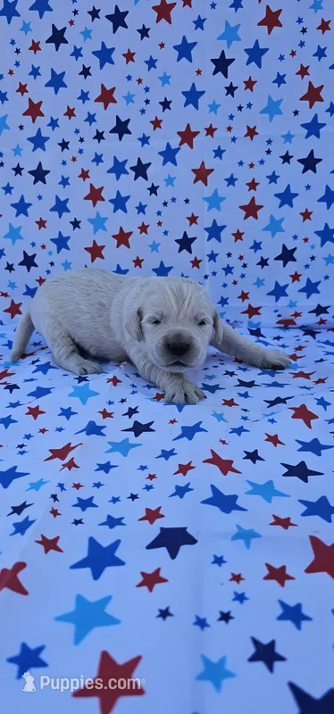 Casper – English Cream Golden Retriever puppy for sale in Delano, CA