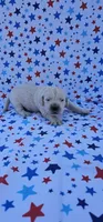 Casper, a male English Cream Golden Retriever for sale in Delano, CA – 1 of 5