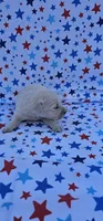 Maisie , a female English Cream Golden Retriever for sale in Delano, CA – 4 of 5
