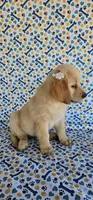 Honey, a female Golden Retriever for sale in Delano, CA – 6 of 7