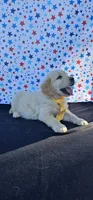Rusty, a male Golden Retriever for sale in Delano, CA – 5 of 6
