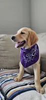 Hazel, a female Golden Retriever and English Cream Golden Retriever for sale in Delano, CA – 4 of 5