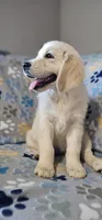 Toby, a male Golden Retriever for sale in Delano, CA – 7 of 9