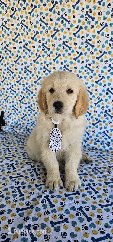Winston  – Golden Retriever puppy for sale in Delano, CA