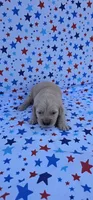 Lucy, a female English Cream Golden Retriever for sale in Delano, CA – 4 of 4