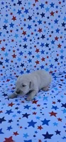 Winston , a male English Cream Golden Retriever for sale in Delano, CA – 5 of 5