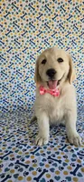 Hazel, a female Golden Retriever for sale in Delano, CA – 2 of 7