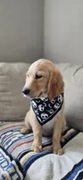 Honey, a female Golden Retriever and English Cream Golden Retriever for sale in Delano, CA – 5 of 5