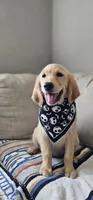 Honey, a female Golden Retriever and English Cream Golden Retriever for sale in Delano, CA – 4 of 5
