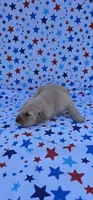 Lucy, a female English Cream Golden Retriever for sale in Delano, CA – 3 of 4