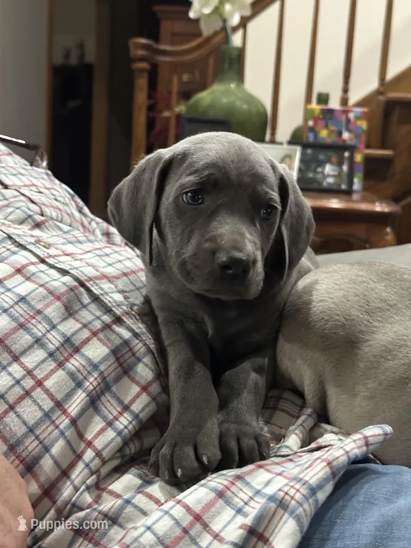 Lil’ Blu – Weimaraner puppy for sale in Laurel, MS