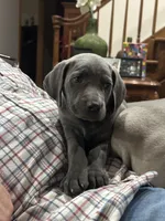 Lil’ Blu, a male Weimaraner for sale in Laurel, MS – Photo 1 of 4