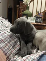 Lil’ Blu, a male Weimaraner for sale in Laurel, MS – Photo 3 of 4