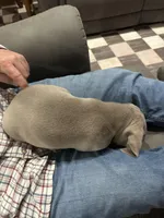 Jack Frost , a male Weimaraner for sale in Laurel, MS – Photo 5 of 5