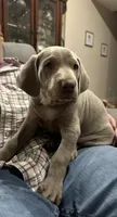 Jack Frost , a male Weimaraner for sale in Laurel, MS – Photo 1 of 5