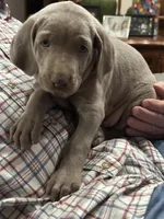 Jack Frost , a male Weimaraner for sale in Laurel, MS – Photo 4 of 5
