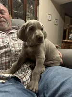 Jack Frost , a male Weimaraner for sale in Laurel, MS – Photo 2 of 5