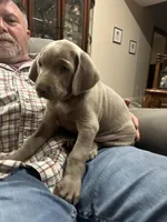 Jack Frost , a male Weimaraner for sale in Laurel, MS – Photo 3 of 5